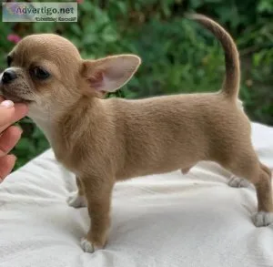 Minni Chihauhua puppies