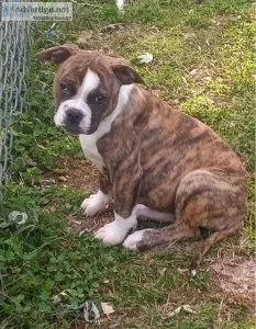 American Bulldog PuppIES