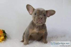 Bella AKC Female Isabella French Bulldog