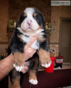 Bernese mountain dog puppies