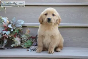 Cheddar Male AKC Golden Retriever