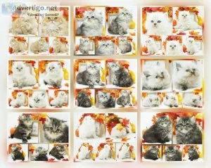 CFA Persian and Himalayan Kittens