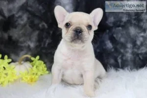 Abbie AKC Female French Bulldog