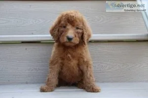 Aaron Male AKC Standard Poodle