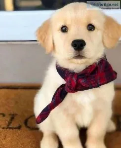 Adorable AKC Golden retriever puppies