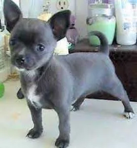 Chihuahua AKC Male