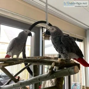 African Grey Parrots