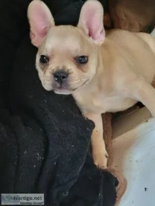 Pure breed french bulldog puppies