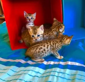 Bengal Kittens.
