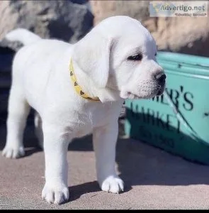 golden retriever puppies available for sale