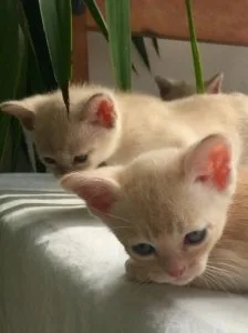 Burmese kittens who are so friendly.