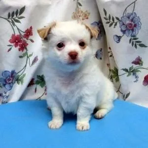 Friendly Chihuahua Puppies