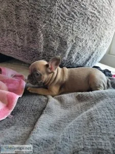 French bulldog puppies