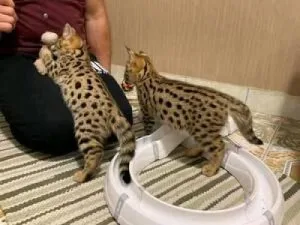 Charming Savannah Kitten
