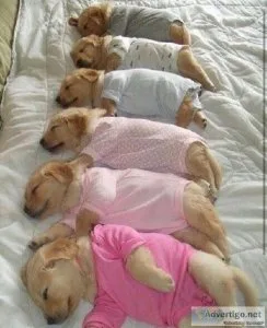 Golden Retriever Puppies Available