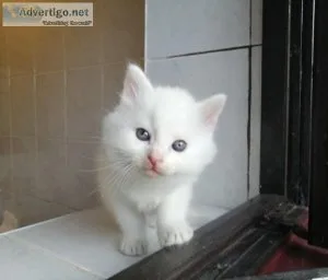 Beautiful Turkish Angora Kittens ready