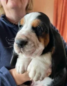 Basset Hound Puppies from health Tested Parents