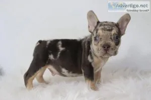Earl AKC Male French Bulldog