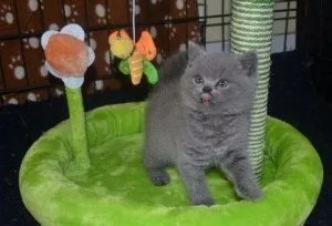 Two British Shorthair Kittens.