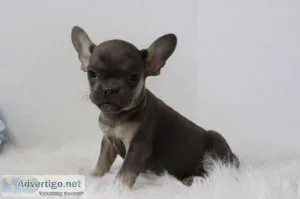Matt AKC Male French Bulldog
