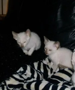 Male and Female Siamese Kittens.