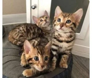 Tica And Cfa Bengal Kittens Ready Now