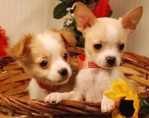 ChihuahuaYorkie Cross