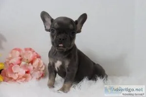 Sally AKC Female French Bulldog