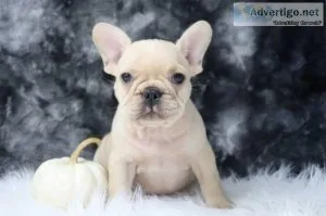 Ward AKC Male French Bulldog