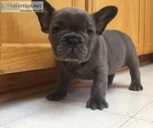 French Bulldogs puppies