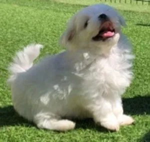 Pure Maltese girls