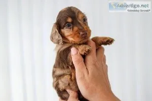 KC MINIATURELONGHAIRED DACHSHUNDPRA CLEAR