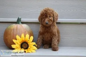 Anna Female AKC Standard Poodle