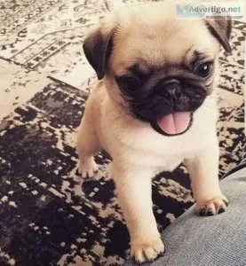 Potty Trained Male and female pugs Available for adoption