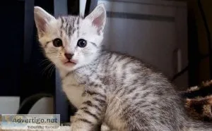 Egyptian Mau Kittens