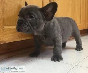 &quotFrench Bulldog&quot Puppies For Sale