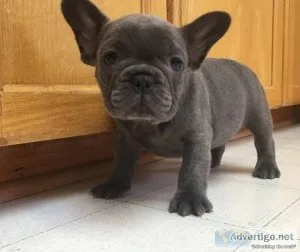 French Bulldogs puppies