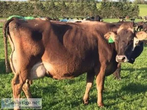 Guernsey, brown swiss, and jersey a2 genetics