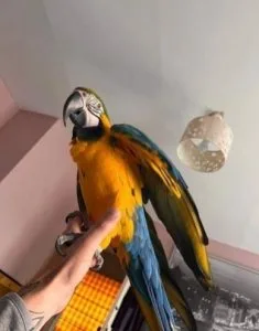 Blue and Gold Macaw