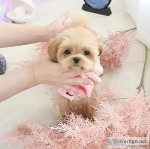 Maltipoo Puppies For Sale