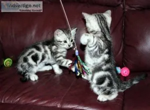 American shorthair Kittens for sale.