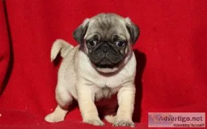 Playful Male And Female Pugs Puppies