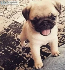 Quality pug puppy Text for more detail 
