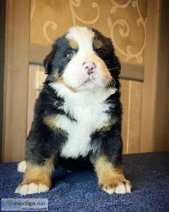 FULL PEDIGREE KENNEL REGISTERED BERNESE MOUNTAIN DOG PUPS