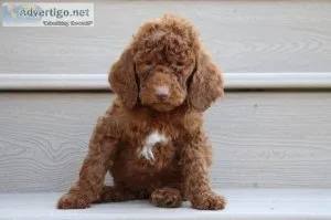 Argo Male AKC Standard Poodle