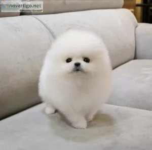 Pomeranian Puppies For Sale