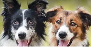 For Dog and Cat Boarding Services In Colorado USA Contact Powell