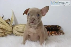 Rose AKC Female Isabella French Bulldog
