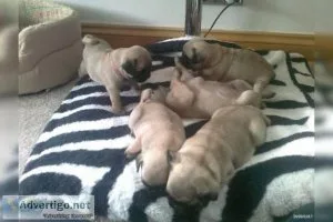 Pug Puppies Ready For Adoption