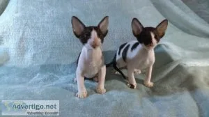 Cornish Rex Kittens for sale.
